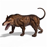 Andrewsarchus 10 B_0001